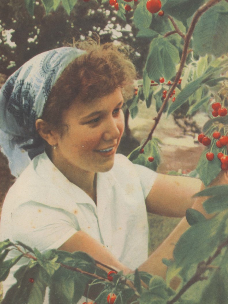 Photo from the magazine Sadovodstvo (Gardening), 7, 1964Courtesy of Olga Grotova