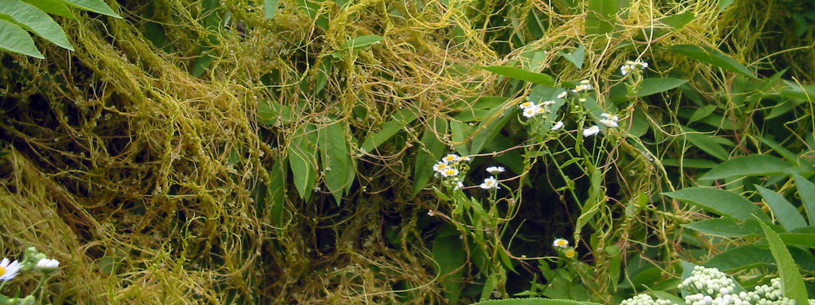 Dodder plant, which, according to Yerofeev, should never be used as an ingredient of the cocktail The Tear of a Komsomol Girl.