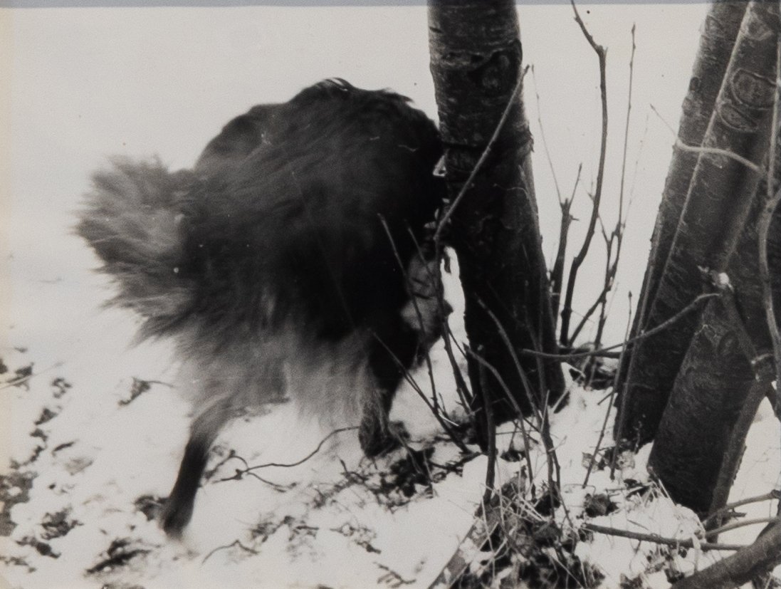 Sekretiki No. 12. The habits of Moscow’s dogs