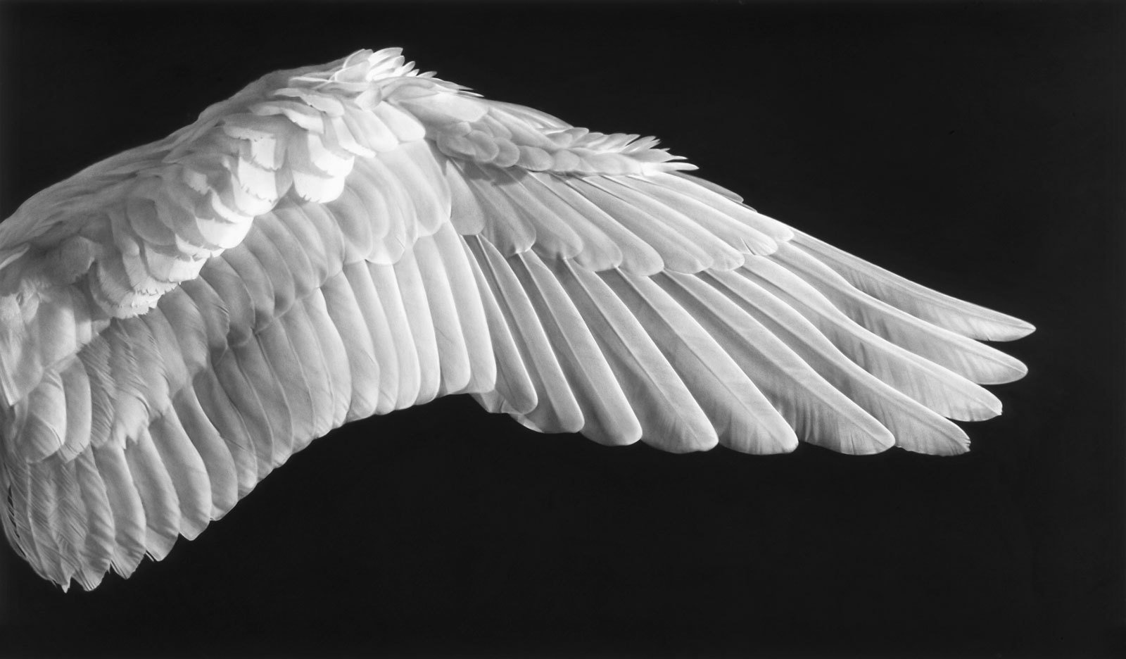 Untitled (Gabriel's Wing), 2015.&nbsp;Charcoal on mounted paper, 70 x 120&nbsp;inches (177.8 x 304.8 cm).&nbsp;Courtesy of&nbsp;the artist and Metro Pictures, New York.