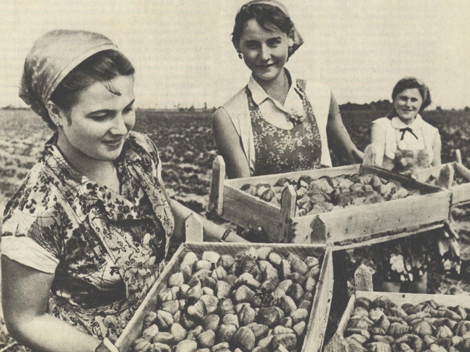 Photo from the magazine Sadovodstvo (Gardening), 7, 1964Courtesy of Olga Grotova