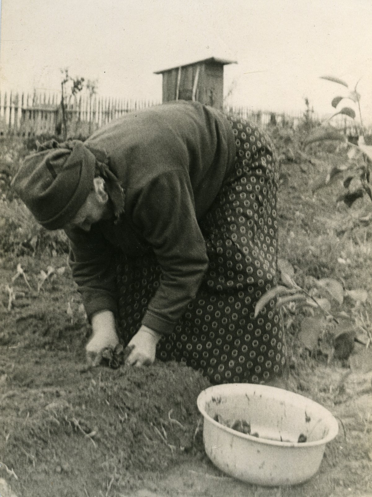 Фотография женщины в огороде. Год неизвестен  Из найденного архива Предоставлено Ольгой Гротовой