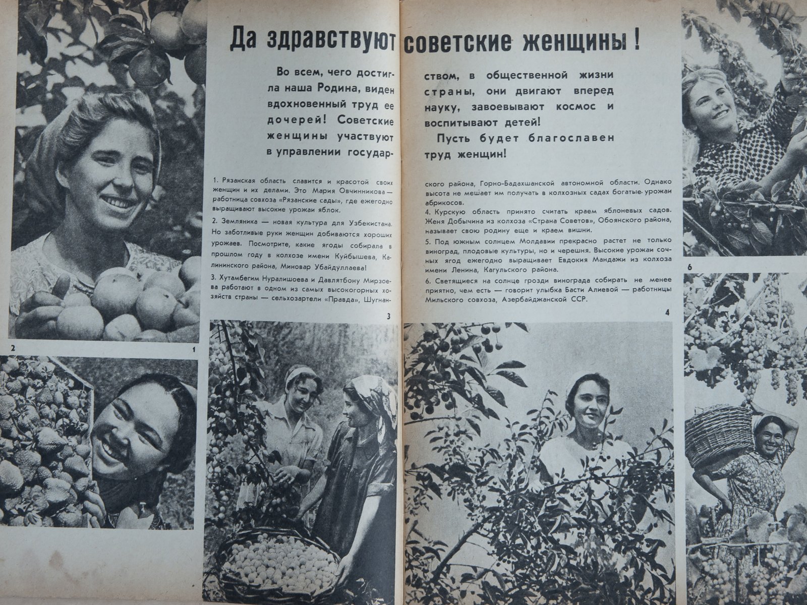 Centerfold of&nbsp;the magazine Sadovodstvo&nbsp;(Gardening), March 1966  KADIST