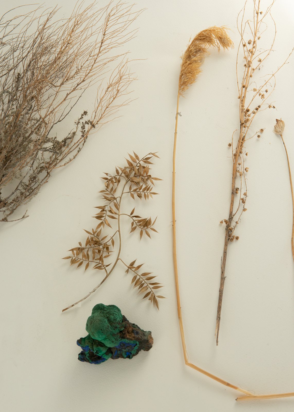 Растения и&nbsp;камни, собранные Ольгой Гротовой в&nbsp;исследовательских поездках  Предоставлено художницей