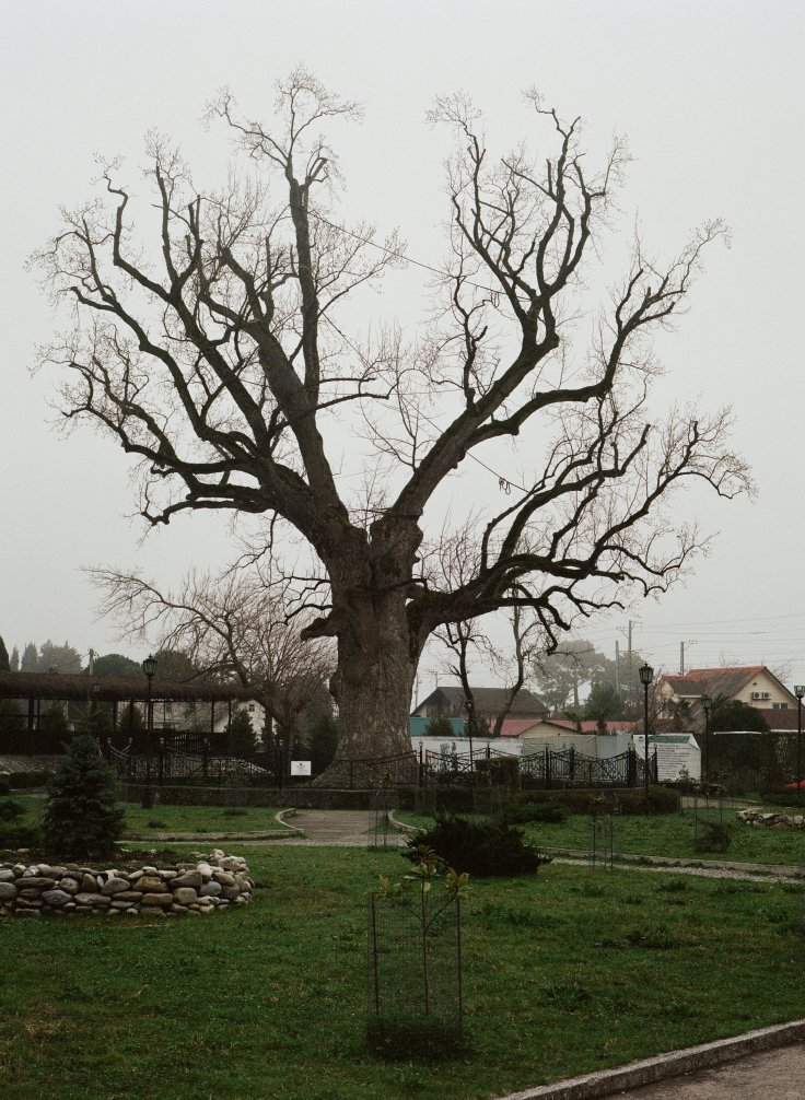 Lilit Matevosyan, Tulip Tree, Golovinka, Lazarevsky District, 2023Courtesy of&nbsp;the artist