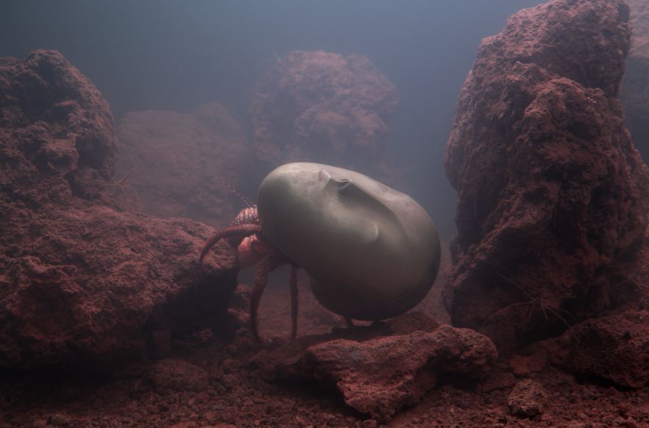 Пьер Юиг. Воспоминание. 2011. Инсталляция, живая морская экосистема, стеклянный аквариум, система фильтрации. Frieze Art Fair 2011