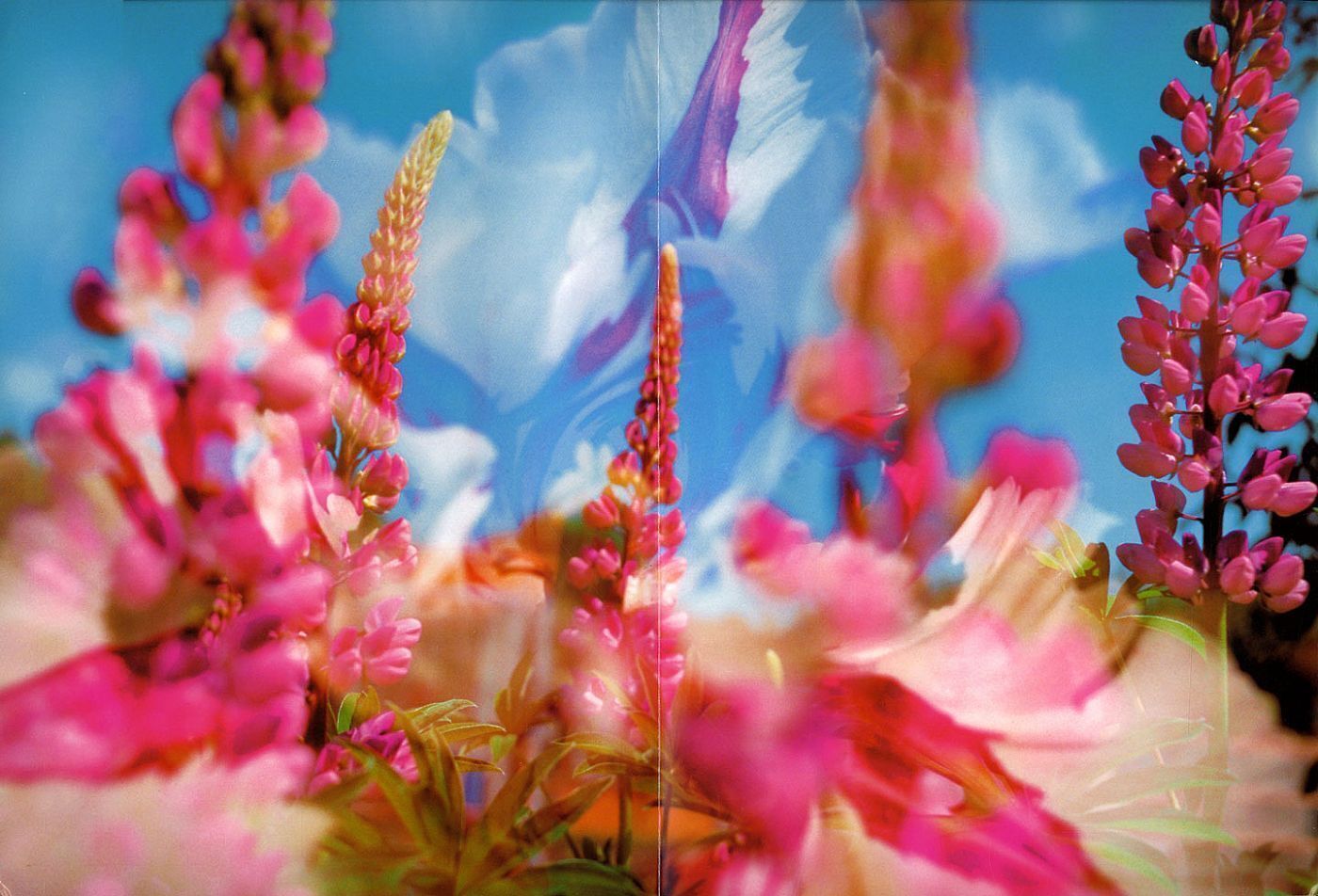 Фишли и Вайсс. Цветы. 1998. Музей современного искусства, Бонн, Германия