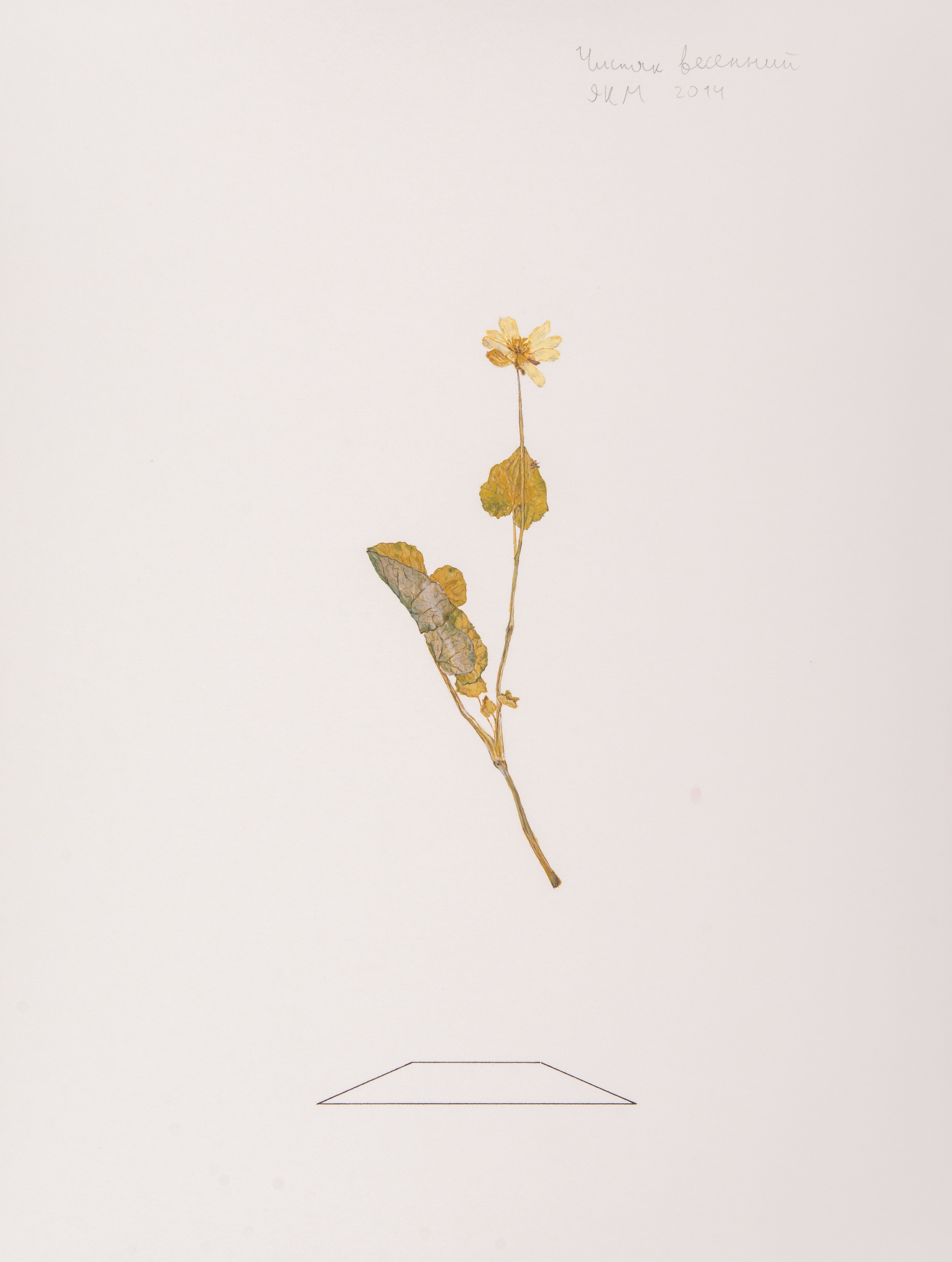 Ilya DolgovHerbarium, 2012–presentAcrylic on paper30 х 40 cmCourtesy of the artist