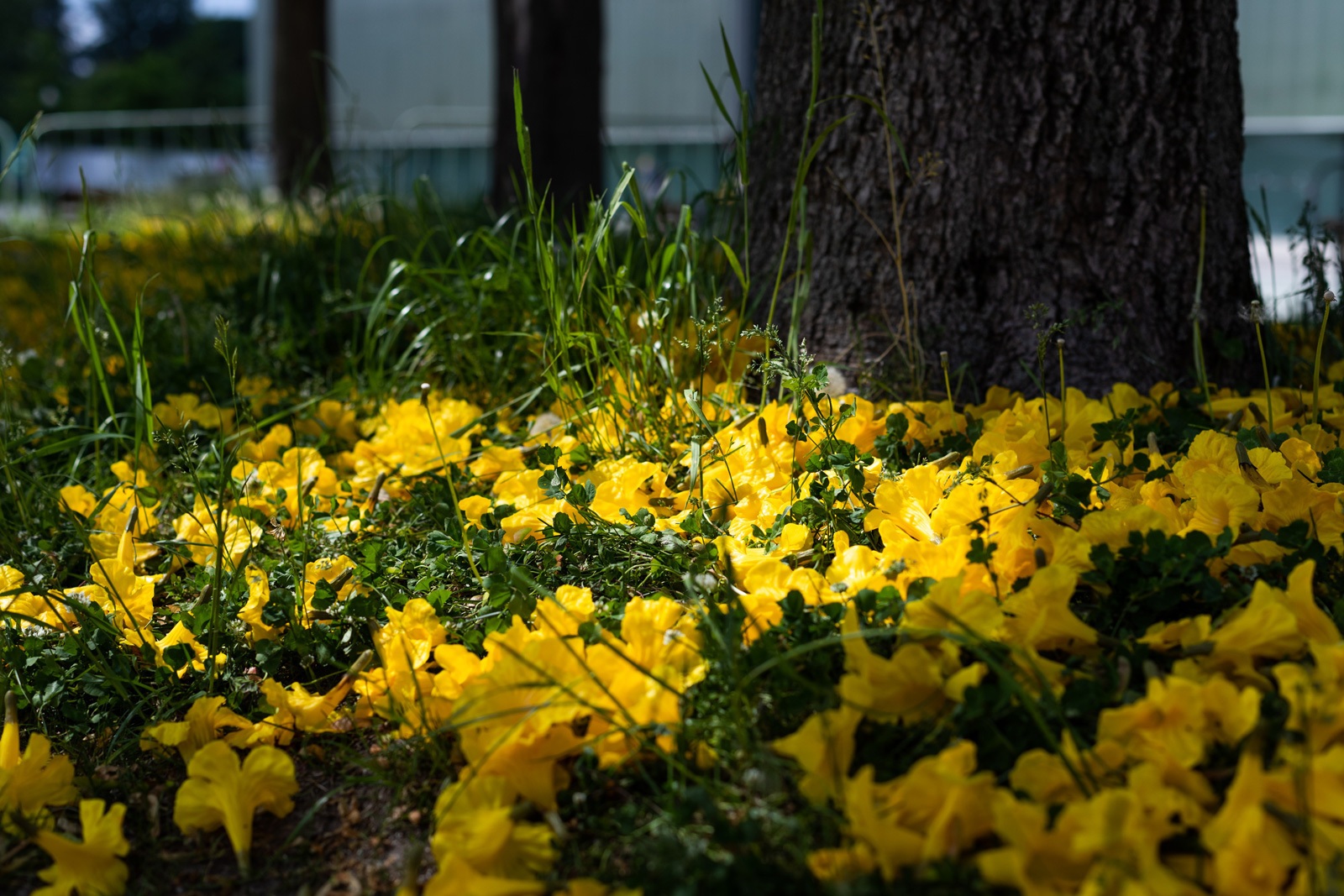 Allora & Calzadilla, Graft, 2019Installation view, Garage Square, Garage Museum of Contemporary Art, MoscowPhoto: Ivan Erofeev© Garage Museum of Contemporary Art