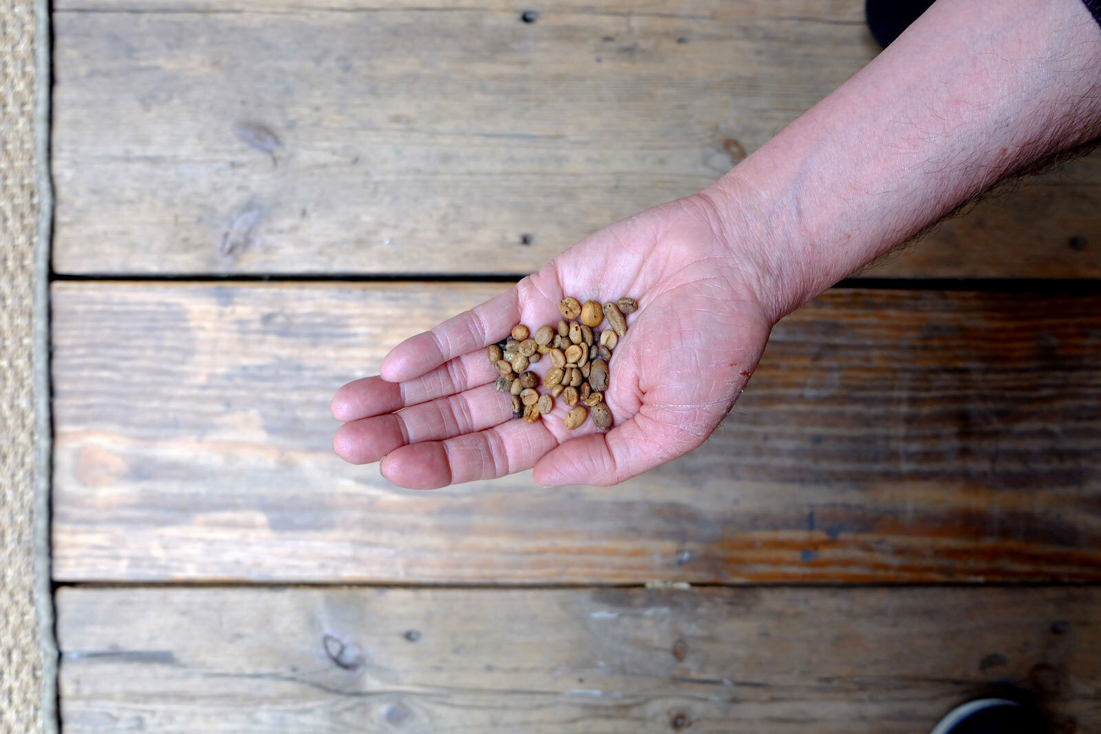 Coffee beans found in the galleries and offices of CAPC musée d'art contemporain de Bordeaux, France, 2017. Photo: Latitudes