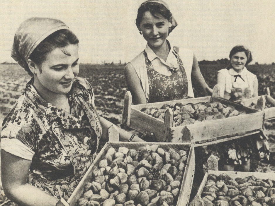 Photo from the magazine Sadovodstvo (Gardening), 7, 1964Courtesy of Olga Grotova