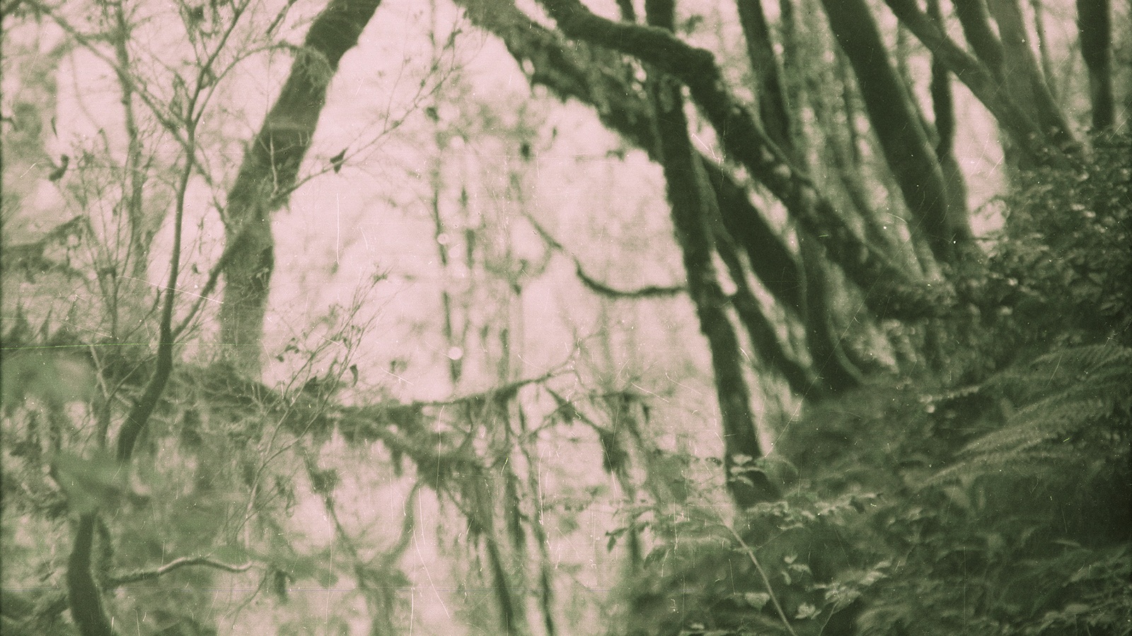 Lilit Matevosyan, Even the Boxwood Cannot Remember, Tiso-Samshitovaya Roshcha, 2012. Courtesy of the artist