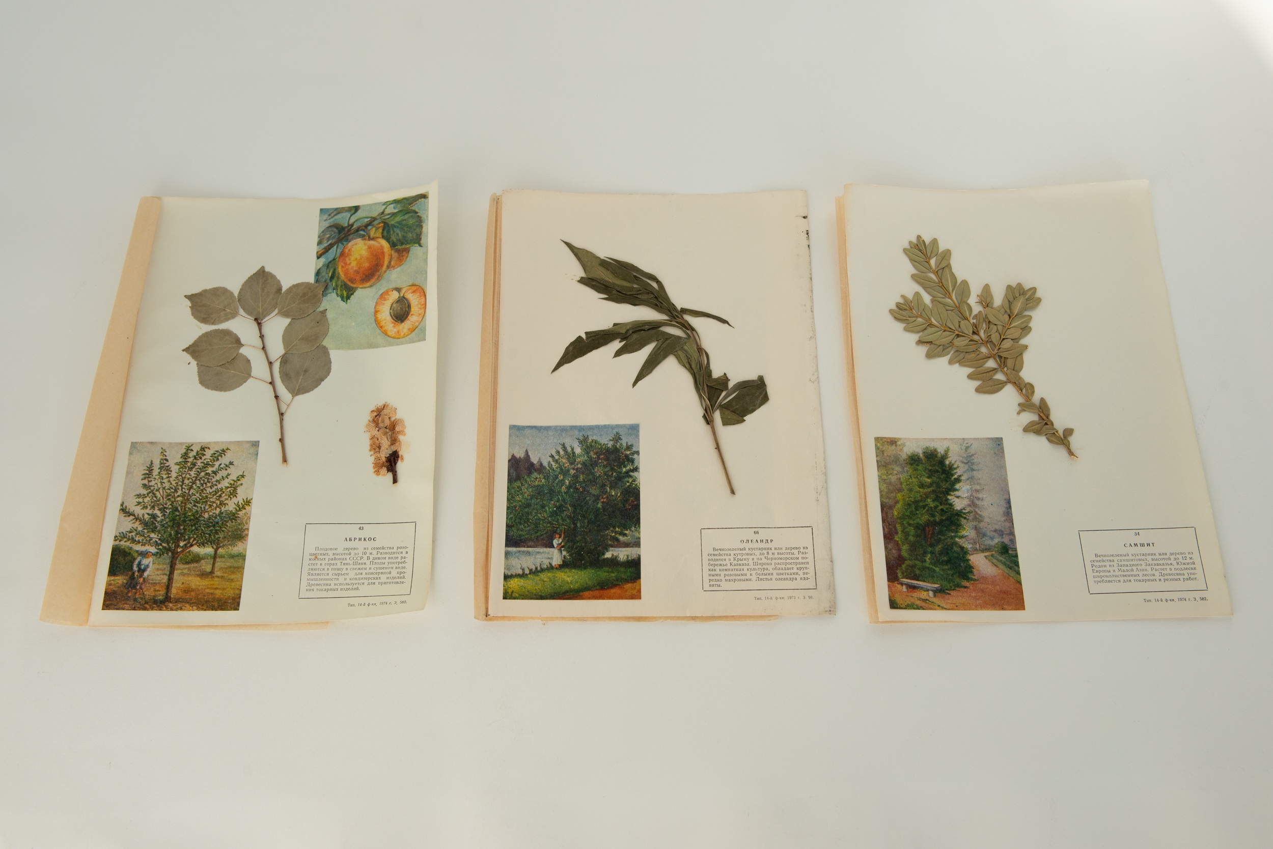 Soviet school herbarium, 1974  Courtesy of&nbsp;the artist