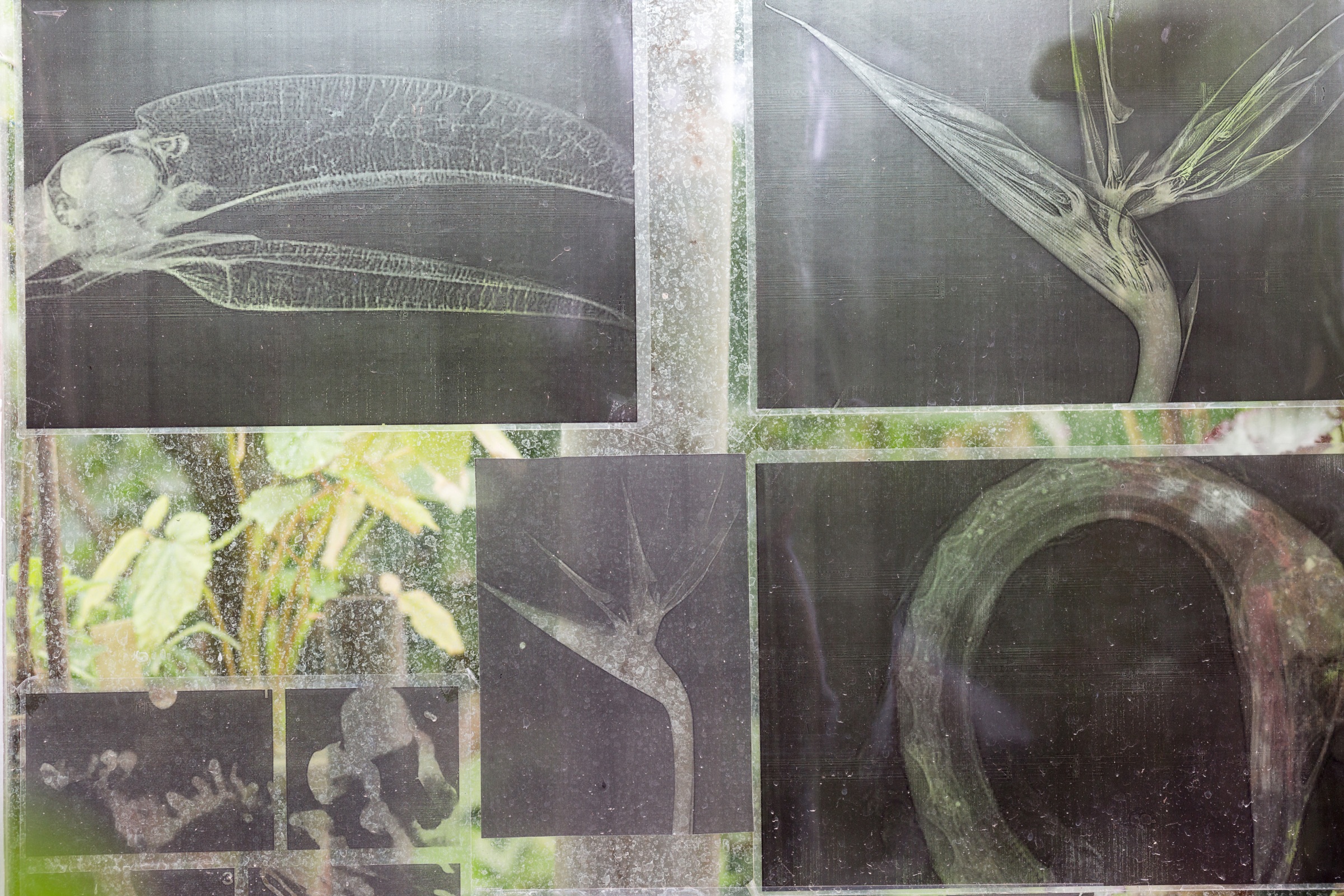 Катя&nbsp;Исаева. Иные. 2018Вид экспозиции выставки &laquo;Искусственное опыление&raquo;.&nbsp;Старая фондовая оранжерея им.&nbsp;Цицина, МоскваПечать на&nbsp;пленкеПредоставлено художником