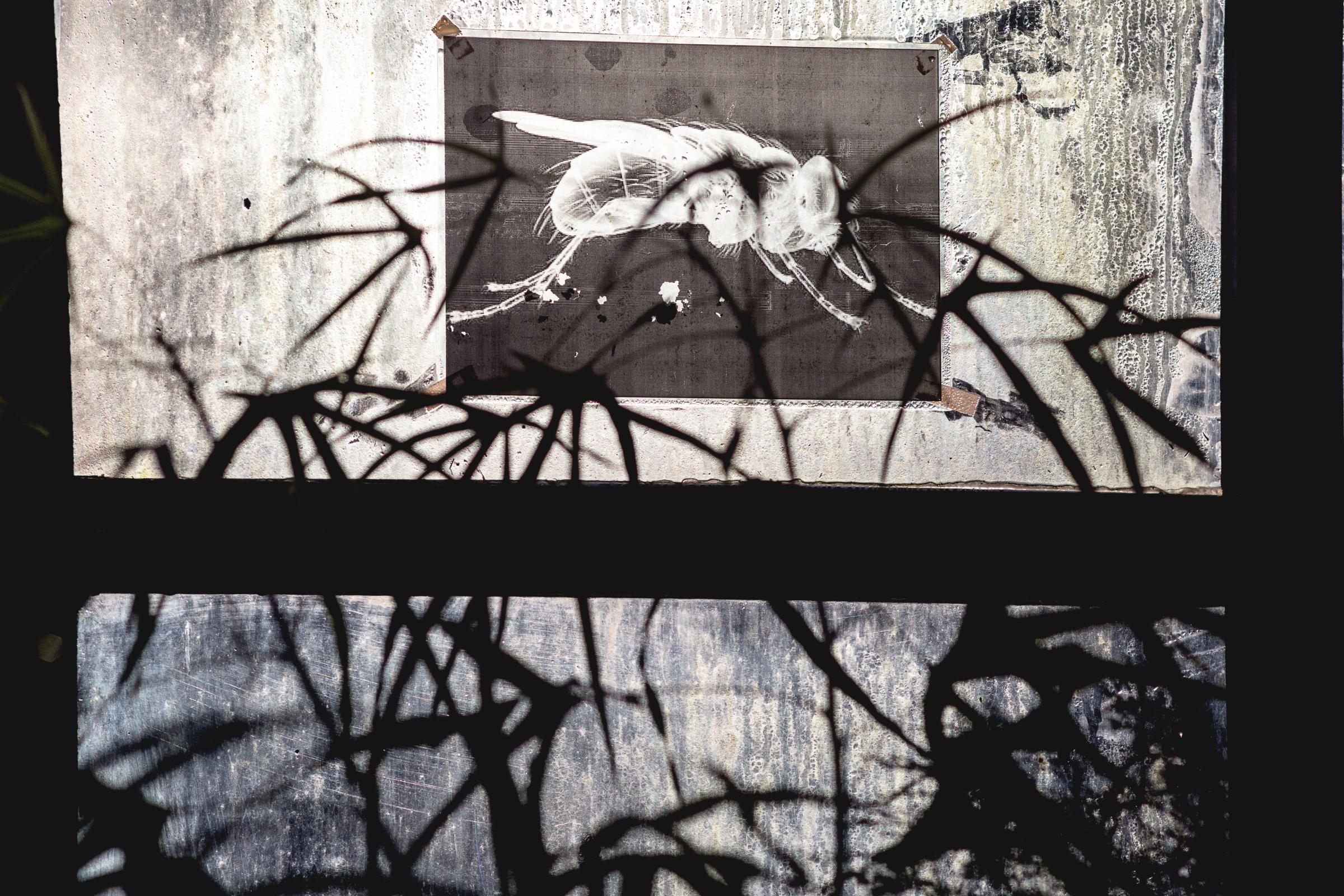 Катя&nbsp;Исаева. Иные. 2018Вид экспозиции выставки &laquo;Искусственное опыление&raquo;.&nbsp;Старая фондовая оранжерея им.&nbsp;Цицина, МоскваПечать на&nbsp;пленке