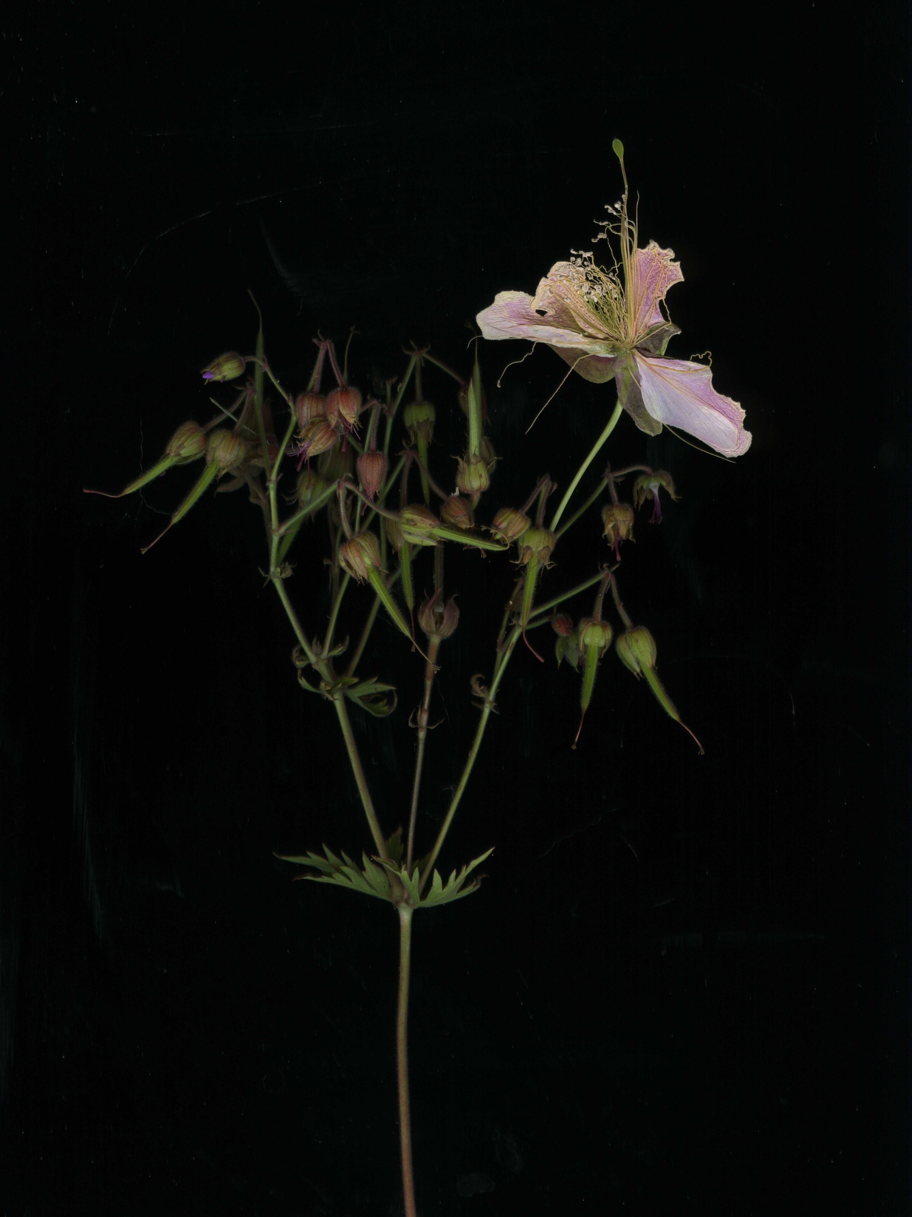 Катя Исаева.&nbsp;Botanica&nbsp;absurda&nbsp;(Невозможный гербарий). 2017&ndash;2023СканографияПредоставлено художником