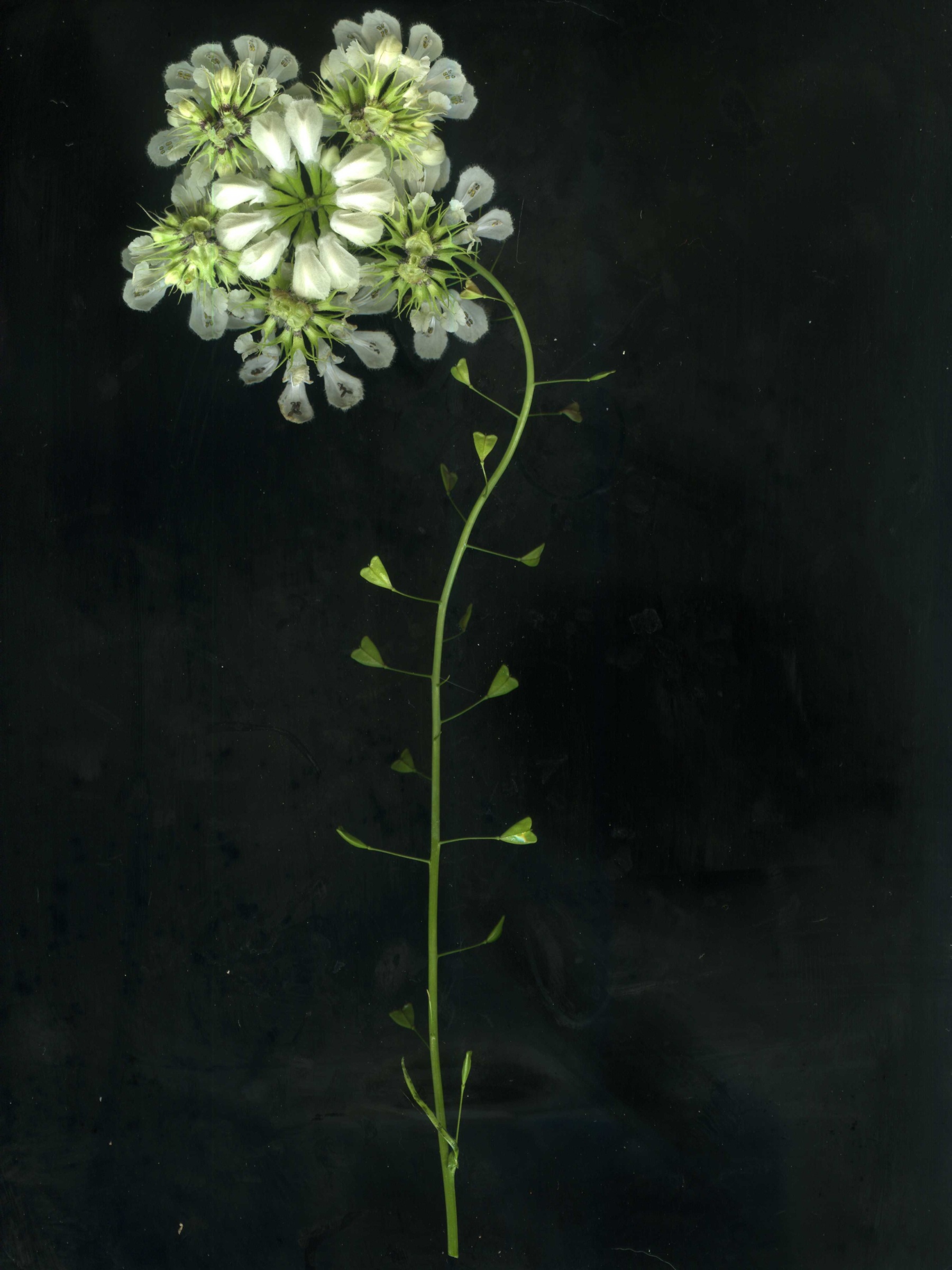 Катя Исаева.&nbsp;Botanica&nbsp;absurda&nbsp;(Невозможный гербарий).&nbsp;2017&ndash;2023СканографияПредоставлено художником