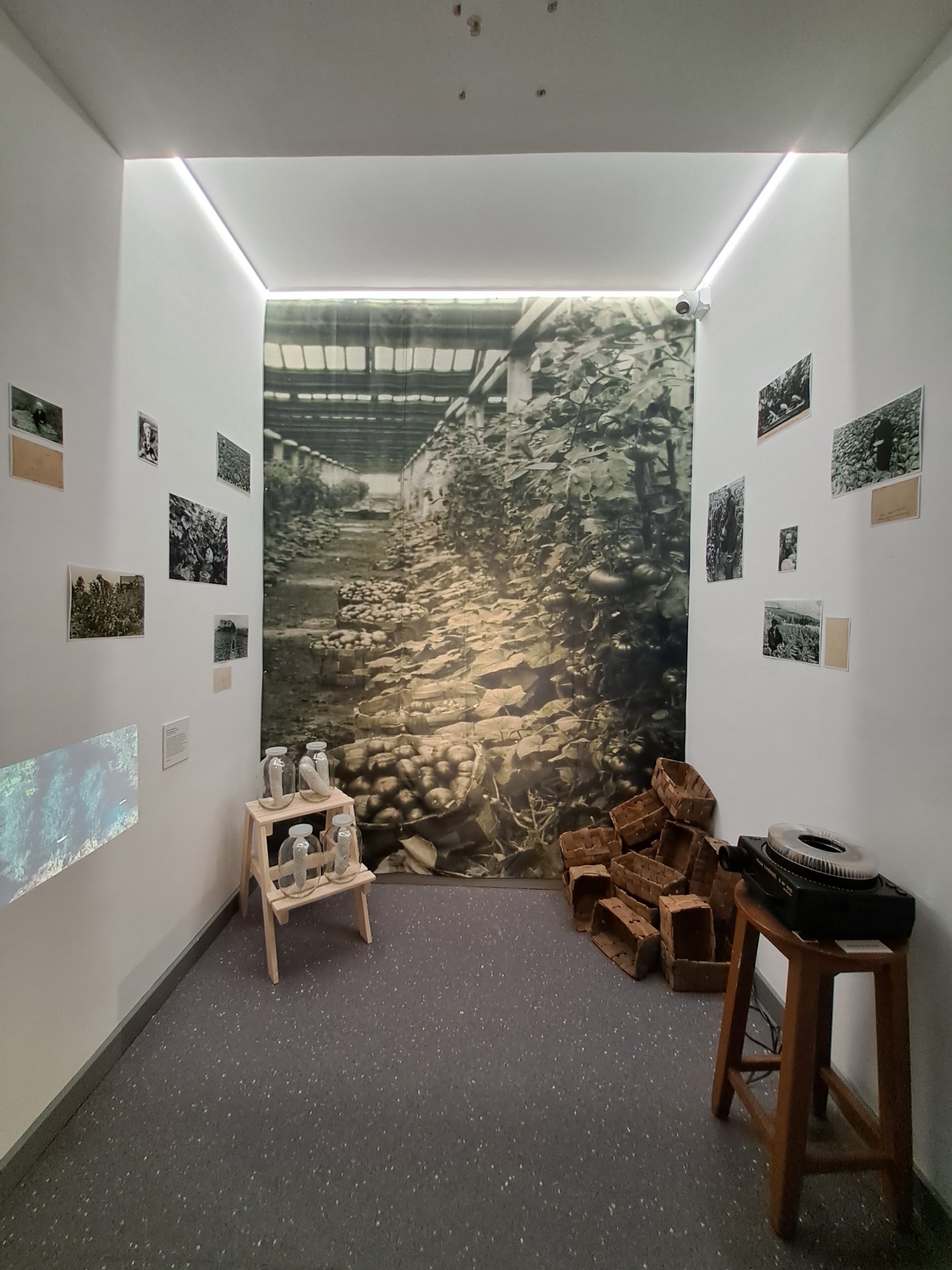 Вид экспозиции выставки-исследования куратора Кати Исаевой &laquo;Столетие северного земледелия&raquo;.&nbsp;ЦСИ &laquo;СИЯНИЕ&raquo;, Апатиты.&nbsp;2023Предоставлено художником