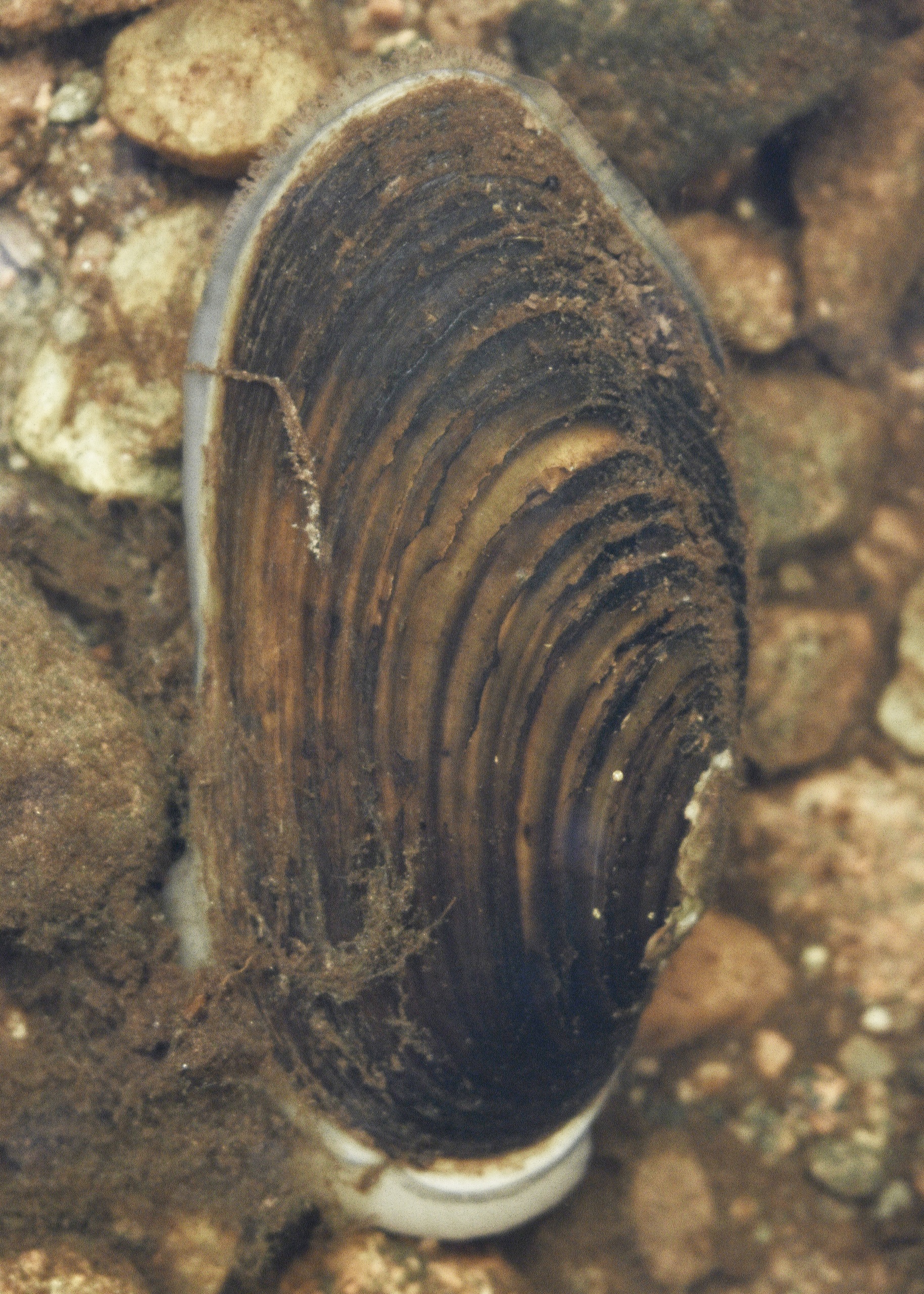 Ваня Мишин. Жемчужница европейская. Река Сярта. 2024. Предоставлено художником