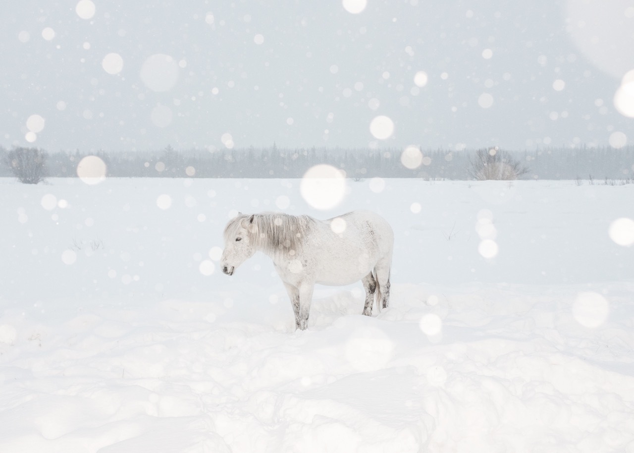 Елена АносоваТучка. Атлас первого снега. 2016Предоставлено художницей