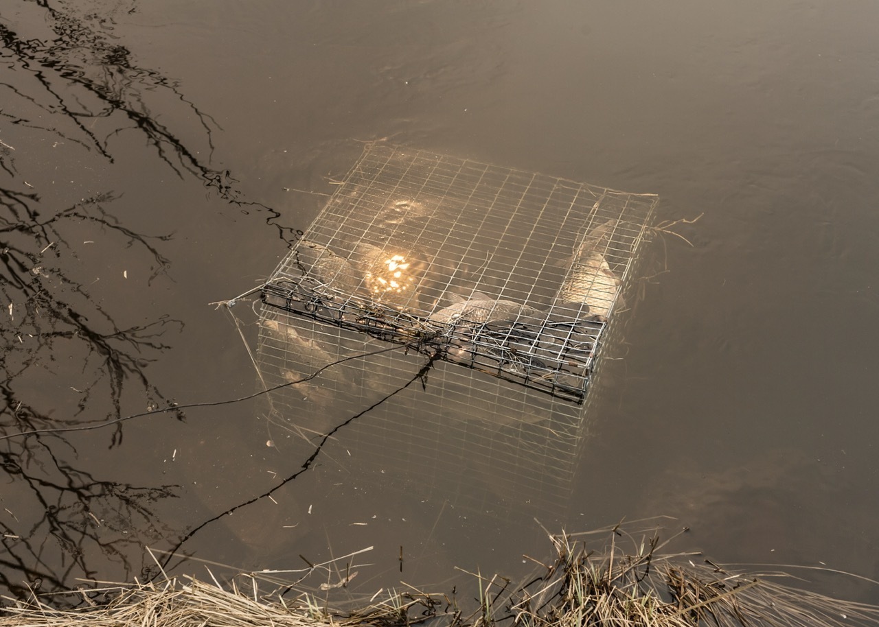 Елена АносоваКараси. Атлас первого снега. 2017Предоставлено художницей